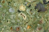 5.3" Polished Rhyolite (Rainforest Jasper) Section - Australia - #130413-2